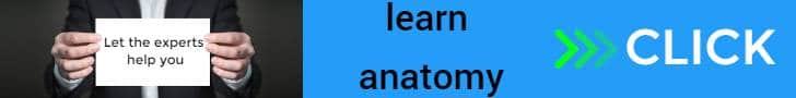 learn-anatomy